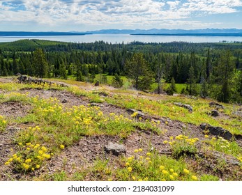 Beautiful Landscape Along The Yellowstone Lake Overlook Trail At Wyoming