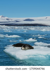 The Beautiful Landscape Around The Ice-fjord Sets The Scene For Ancient Experience, Sermermiut Settlement Which Is About Amile South Of Ilulisat.
Amazing View Of The Sea Lion Sun Tanning.
