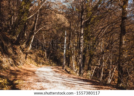 Similar – Image, Stock Photo Forest road landscape with couple riding motorbike