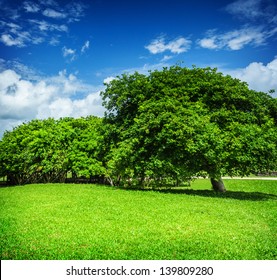 Beautiful Landscape, Blue Cloudy Sky, Green Grass Field, Leafy Trees, Sunny Day, Good Weather, Summer Season Concept 