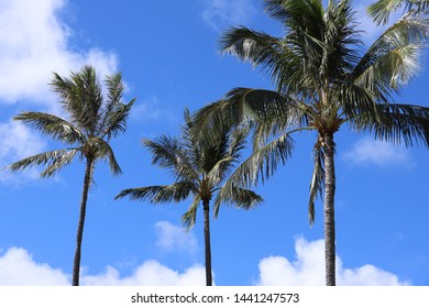 beautiful landscape with blue sky on Hawaii Oahu island