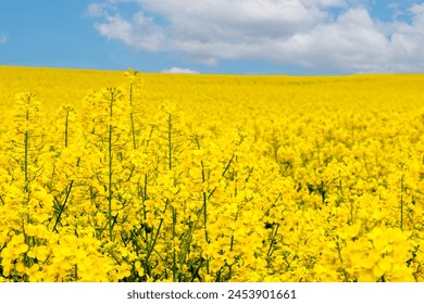 Beautiful landscape with blue sky and white clouds of rapeseed flower or canola fields in spring season.   - Powered by Shutterstock