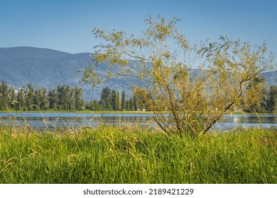 Beautiful Landscape Of A Blue Water Pond, Lake With Forest And Mountains In British Columbia, Canada. Nobody, Copy Space For Text