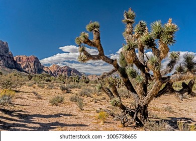 Beautiful Landscape Of Cactus And Blue Sky.