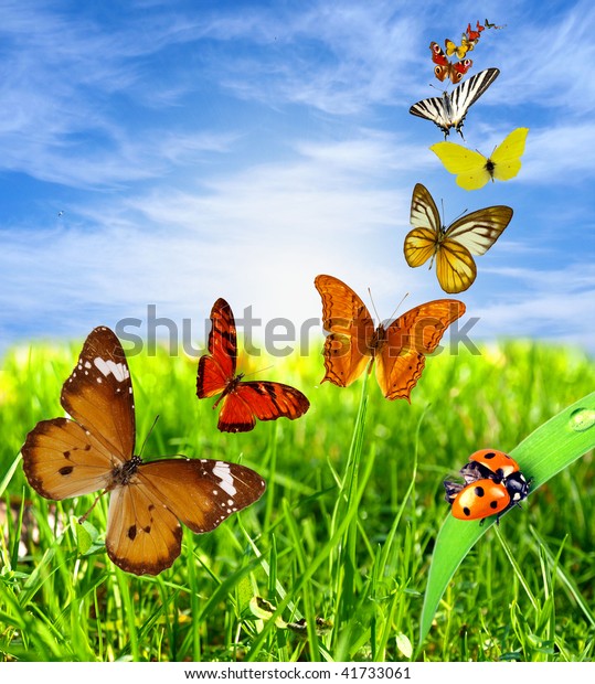 Beautiful Landscape Colorful Butterflies Stock Photo (Edit Now) 41733061