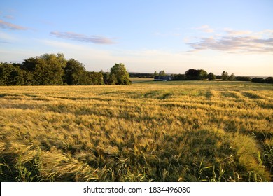 Beautiful landscape with cornfields evening sun
