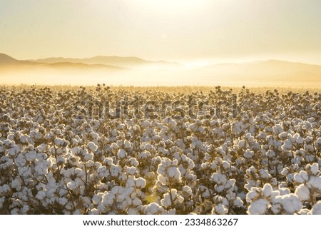 A beautiful landscape of a cotton field on the sunrise in Mexico