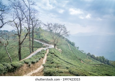 A Beautiful Landscape From Darjeeling Tea Estate On A Cloudy Day