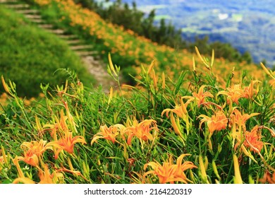 beautiful landscape of Daylily(Hemerocallis fulva,Orange Daylily) flowers with pathway and stairs,scenery of orange daylily flowers blooming among the mountains with green trees in summer 
					