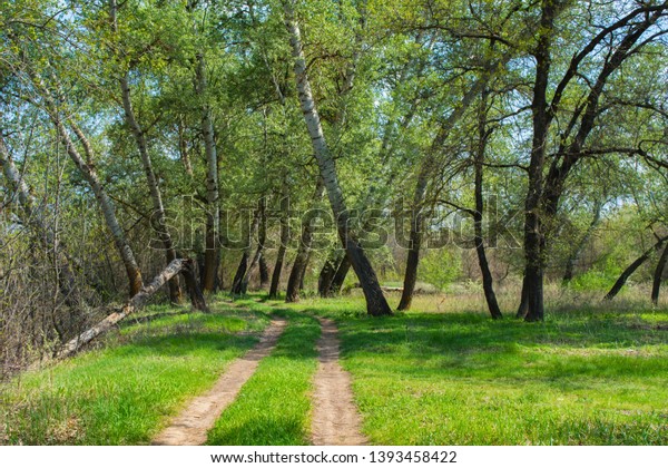 beautiful landscape deciduous forest path going stock photo edit now 1393458422 shutterstock