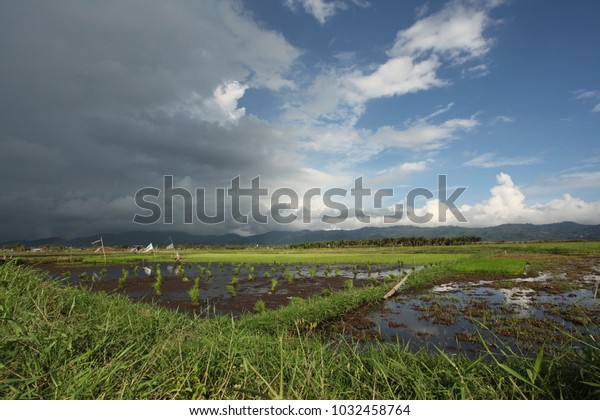 beautiful landscape during weather change in\
Indonesia with bright blue sky divided by white clouds over flat\
rice fields with rice seedlings and water\
