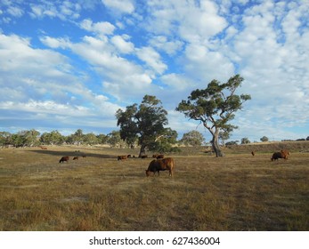 Beautiful Landscape In Eden Valley, South Australia.