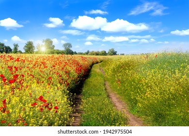 Beautiful landscape field with red wild poppy flowers and a road against blue sky with white clouds.