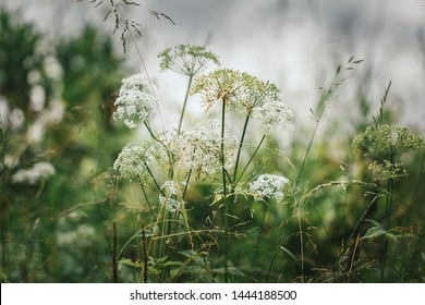 Beautiful Landscape In The Field. White Flower Aegopodium Podagraria, Bishops Weed, Goutweed, Ground Elder On Green Background. Abstract Grass Background. Floral Pattern.