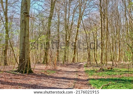 Beautiful landscape forest with big dry trees with moss outdoors in nature. Peaceful and scenic view of plants and grass growing in the environment in uncultivated land or woods in the autumn season