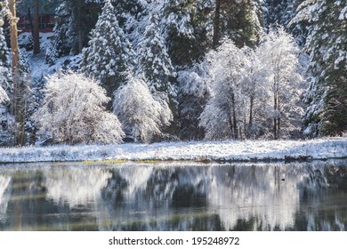 Beautiful Landscape Formed By The Snow Over The Night. Fish Camp In Yosemite National Park