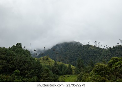 El hermoso paisaje de los campos verdes cerca de las palmeras de cera más altas del mundo (Ceroxylon quindiuense) reconocidas por la UNESCO como patrimonio cultural encontrado en el Valle de Cocora, Salento, Quindío, Colombia