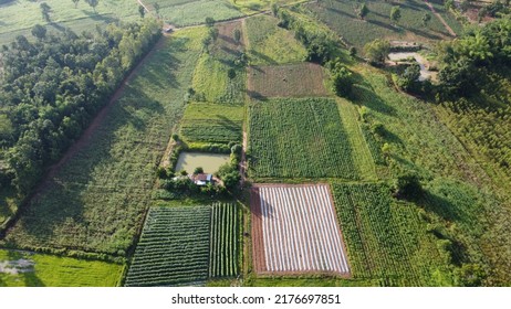 Beautiful Landscape. Green Rice Season In June. Thailand. Harvest, Rice Field.Arial View Of Rice.