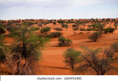 Beautiful Landscape In Kalahari Desert