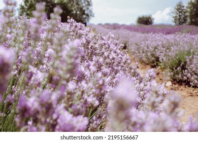 Beautiful Landscape Of Lavender Field. Lavender Field In Sunny Day. Blurry Lavender In The Foreground. Blurry Trees And Sky In Background. Selective Focus. Image For Banners And Advertisements.