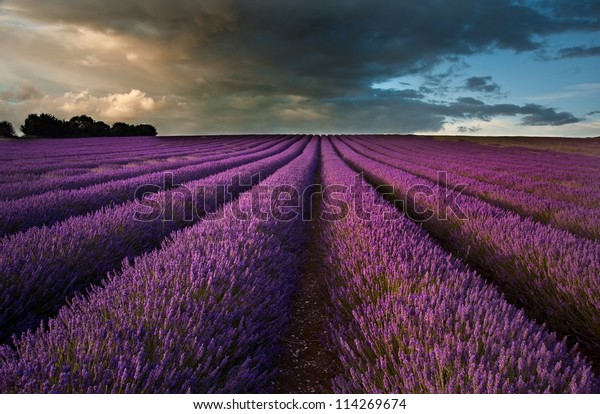 Beautiful Landscape Lavender Fields Sunset Dramatic Stock Photo ...