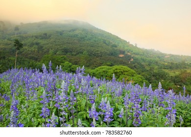 Beautiful Landscape Of Lavender Purple Flowers On Field With Misty Mountain At Sunrise In Eastern Of Thailand