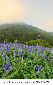 Beautiful Landscape Of Lavender Purple Flowers On Field With Misty Mountain At Sunrise In Eastern Of Thailand