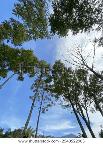 Similar – Image, Stock Photo Canopy of many trees from frog perspective, wide angle