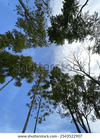 Similar – Image, Stock Photo Canopy of many trees from frog perspective, wide angle