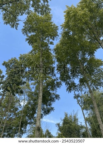 Similar – Image, Stock Photo Canopy of many trees from frog perspective, wide angle