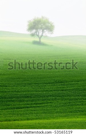 Getreidefeld mit Fahrspuren