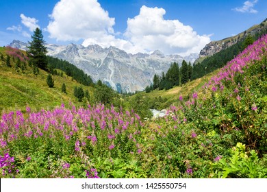 Beautiful landscape with mountains and flowers, Upper Engadin, Swiss Alps, Switzerland