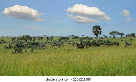 Beautiful landscape in Murchison Falls national park with palms, acacias and herd of Ugandan Kob, Uganda