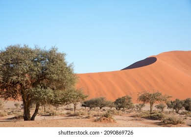 Beautiful Landscape Of The Namib Desert. Dune And Tree.No People, Blue Sky. Namibia. Africa