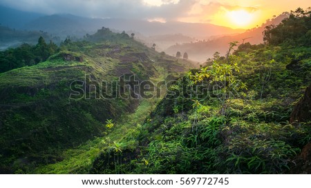beautiful landscape nature in the morning. green plant and tree at rain forest mountain in spring. its good place for outdoor travel on vacation or holidays. abundant forest of thailand.