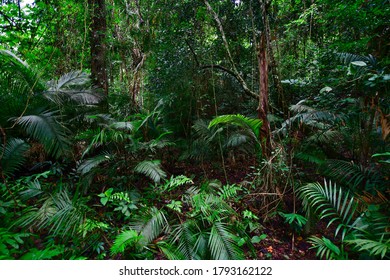 4,843 Subtropical evergreen forests Images, Stock Photos & Vectors ...