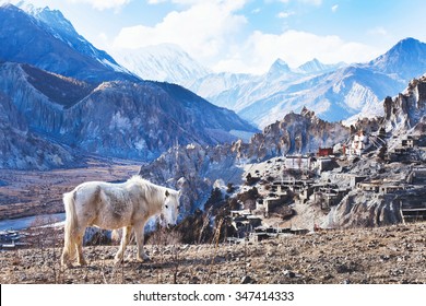 beautiful landscape from Nepal, Tibet, white horse and Himalayan mountains, Annapurna circuit