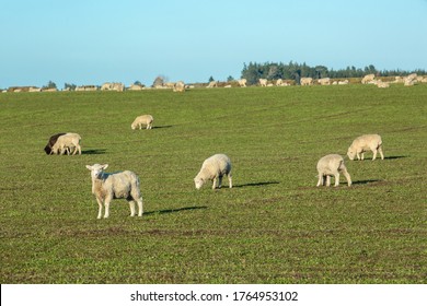 Beautiful landscape of the New Zealand - hills covered by green grass with herds of sheep with snow mountain.
