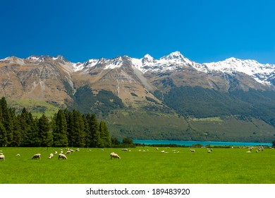 Beautiful landscape of the New Zealand - hills covered by green grass with herds of sheep with mighty mountains covered by snow and lake Wakatipu behind. Glenorchy, New Zealand