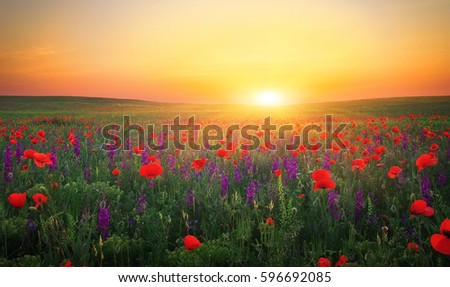 Similar – Image, Stock Photo Tranquil sunset over poppy fields in La Mancha, Spain