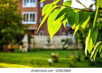 Beautiful landscape with objects. Beautiful view and background on the leaves of a tree in backlight and sunshine, on a sunny day with the far plan of the cottage.