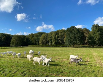 Beautiful Landscape On Sunny Day Goats Walks In Green Meadow In The Background Green Tall Trees And Blue Sky. Farm. Rural Area. Clean Well Maintained Nature With Pets No People. Animals Walk And Graze