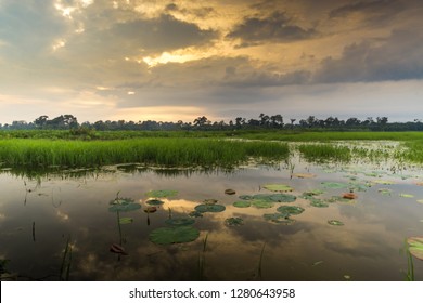 Beautiful Landscape In Paddy Field Area In North Of Peninsular Malaysia.