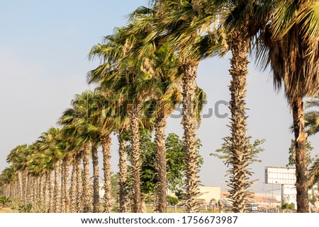 beautiful landscape of palm trees lined up in a row
