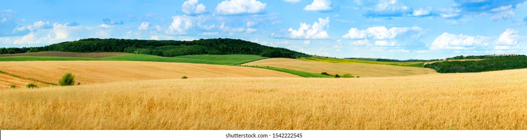 beautiful landscape panoramic view of wheat field, ears and yellow and green hills