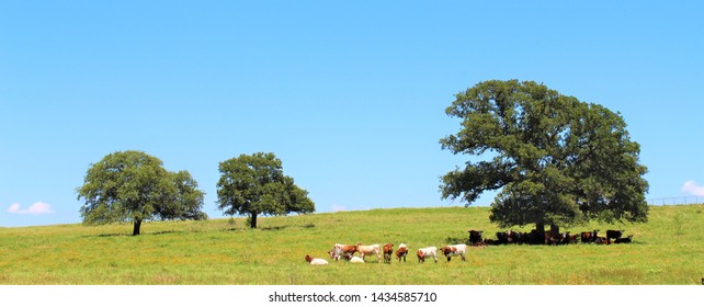 A Beautiful Landscape Of A Pasture With Cattle In South Central Oklahoma