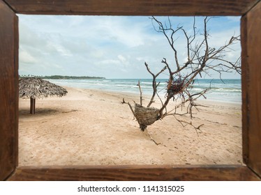 Beautiful Landscape In Photoframe For Memory. Dry Trees On Sunny Beach In Tropical Climate. Ocean Waves And Umbrella For Tourists At Sunny Weather.