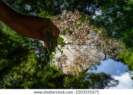 Similar – Image, Stock Photo moss fingers Fingers Hand