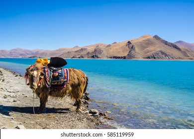 Beautiful Landscape Picture Of Yamdrok Lake In Tibet,yak