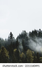 A Beautiful Landscape Of Pine Tree Tops On A Foggy Day